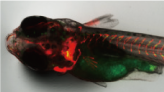海産生物