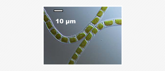 藻類から陸上植物への進化をつなぐ車軸藻植物のゲノム配列を解読