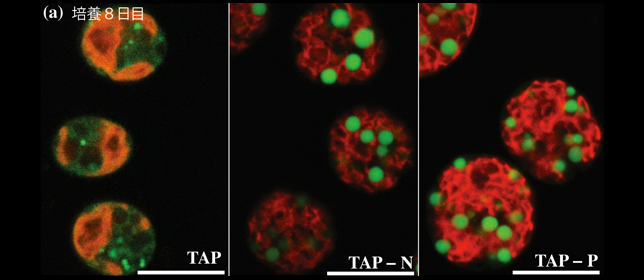 藻類の栄養欠乏応答性プロモーターによる脂質蓄積強化を実現