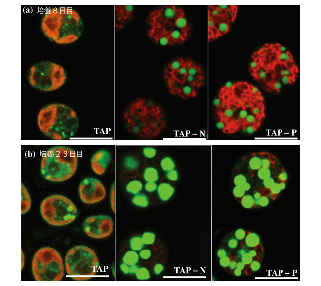 藻類の栄養欠乏応答性プロモーターによる脂質蓄積強化を実現