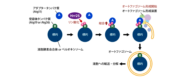 狙って食べるタイプの細胞自食をコントロールする仕組みを解明