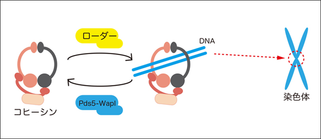 染色体構造を調節するメカニズム解明に成功―2つの制御因子によりコヒーシンがDNAを乗り降り―