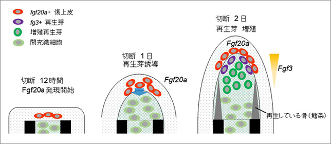 組織の再生における線維芽細胞増殖因子（Fgf）シグナルの働きを解明　― ほ乳類の手足の再生に手がかり ―