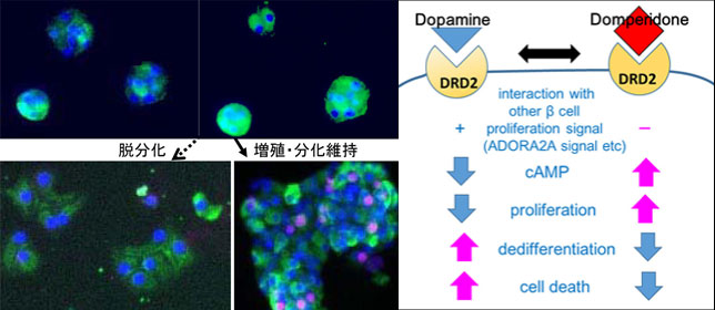 ドーパミンD2受容体を介して 膵臓のβ細胞量が調節される 糖尿病治療のための再生医療実現化に重要な情報を得た