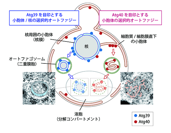 研究内容図